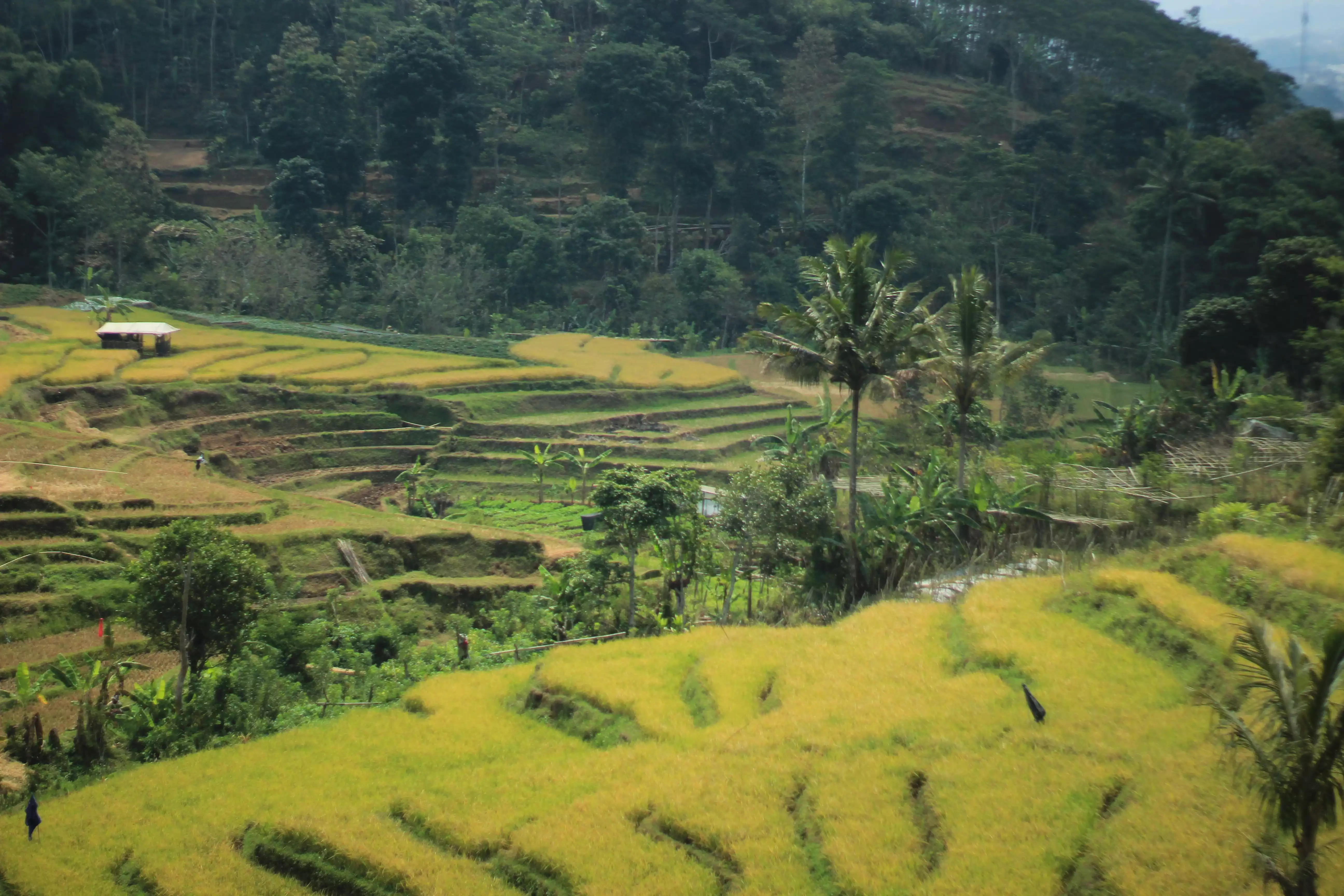 Wilayah Desa Lanjan